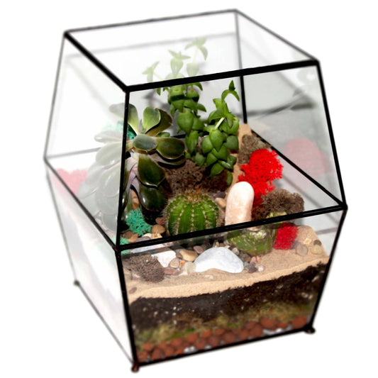 Large enclosed geometric glass terrarium with plants