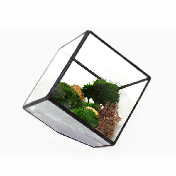 LeKoky Terrariums ENCLOSED CUBE [Small] Geometric Glass Terrarium made by Lenka in Southampton England
