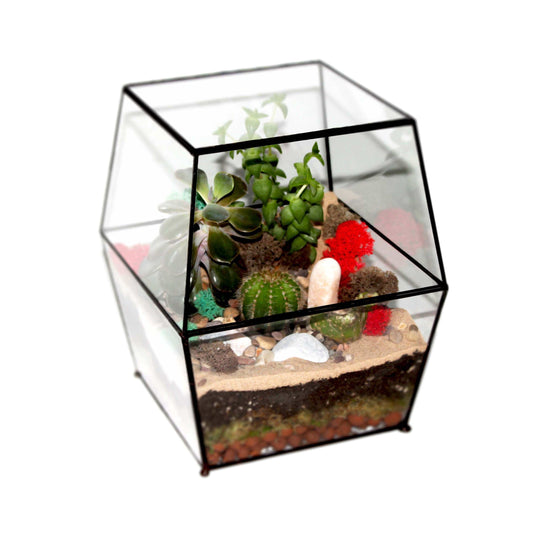 Large enclosed geometric glass terrarium with plants