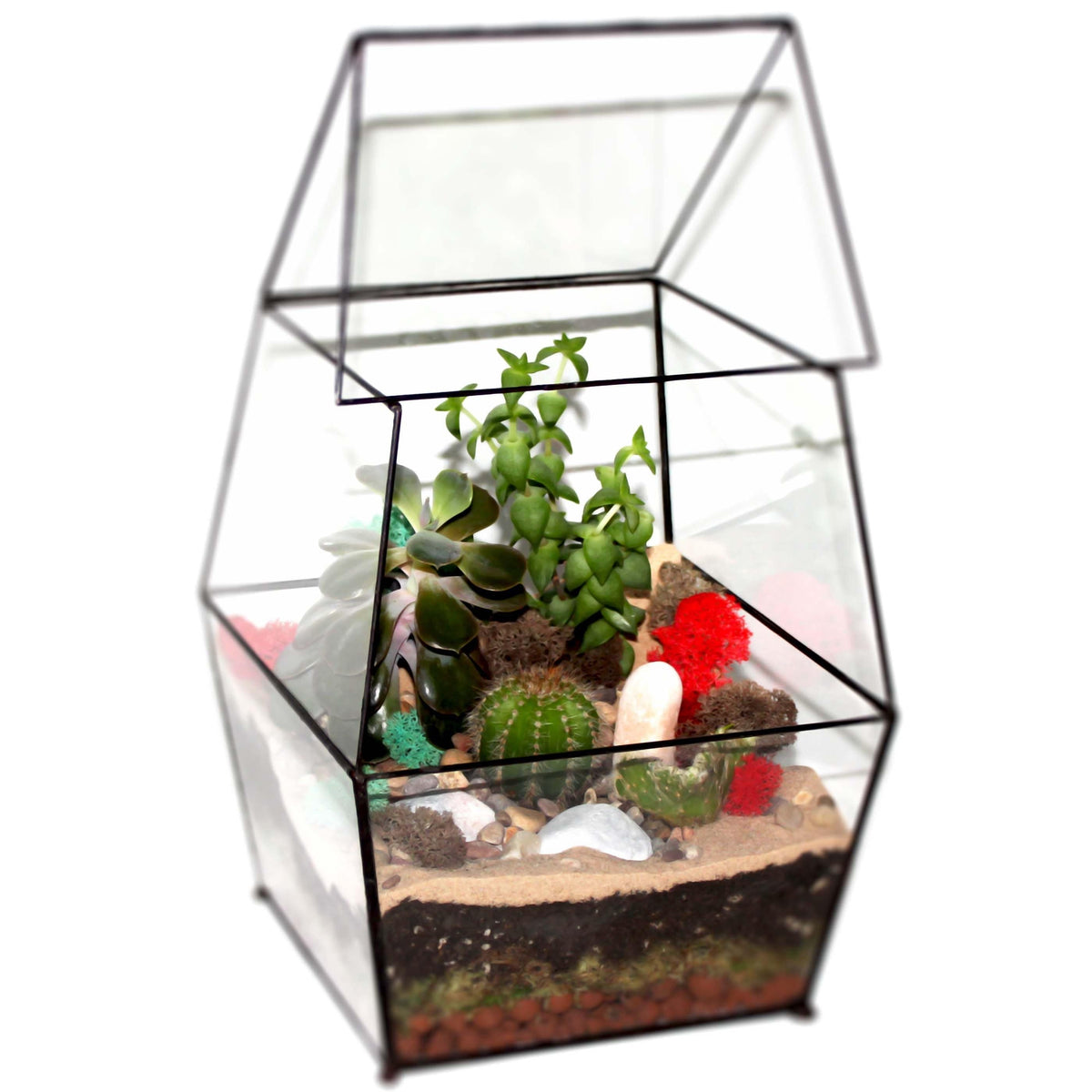 Large enclosed geometric glass terrarium with plants
