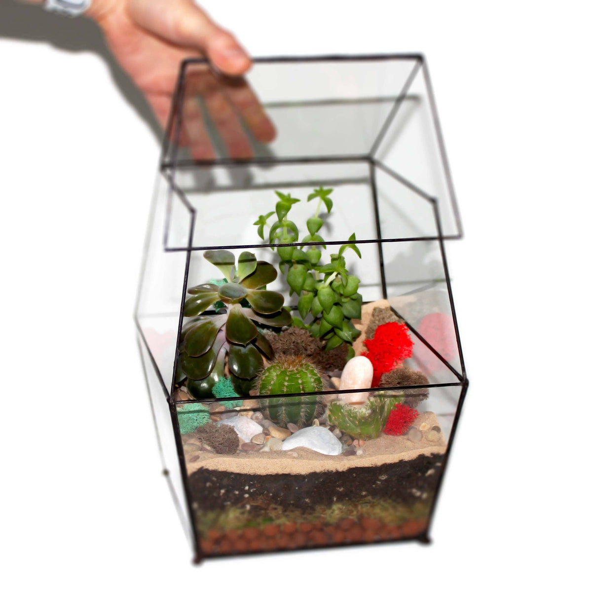 Large enclosed geometric glass terrarium with plants