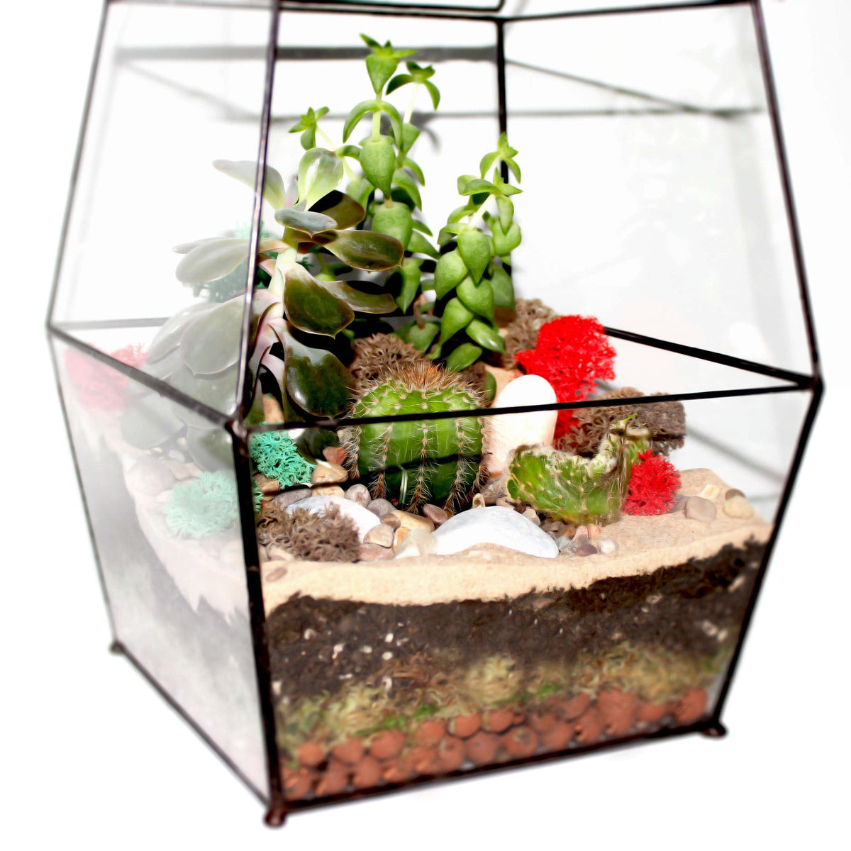 Large enclosed geometric glass terrarium with plants